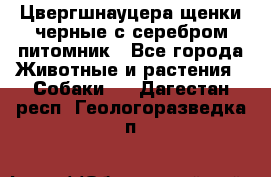 Цвергшнауцера щенки черные с серебром питомник - Все города Животные и растения » Собаки   . Дагестан респ.,Геологоразведка п.